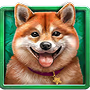 Shiba Inu